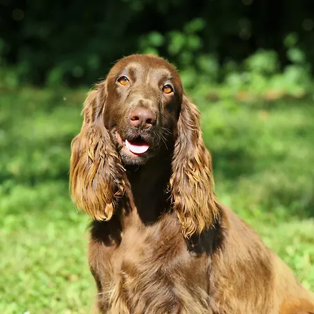 I Pioppi Cipressini ベッド・アンド・ブレックファスト Crevalcore