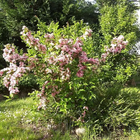 Bed & Breakfast I Pioppi Cipressini Crevalcore