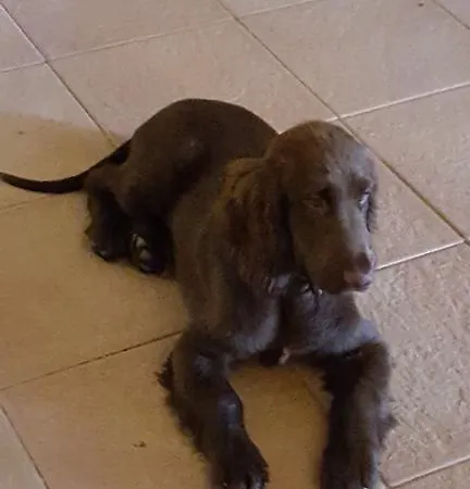 I Pioppi Cipressini Crevalcore