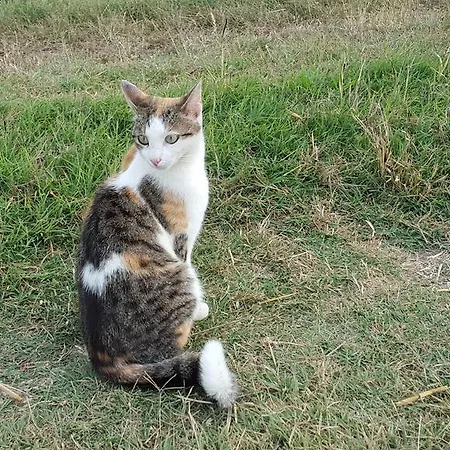 I Pioppi Cipressini Crevalcore