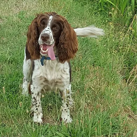 I Pioppi Cipressini Bed & Breakfast 3*