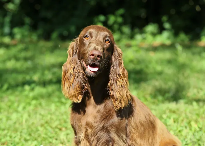 I Pioppi Cipressini Panzió Crevalcore