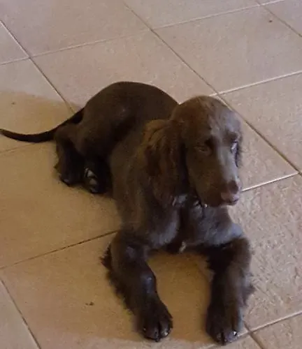 I Pioppi Cipressini Crevalcore