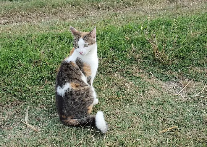 I Pioppi Cipressini Crevalcore