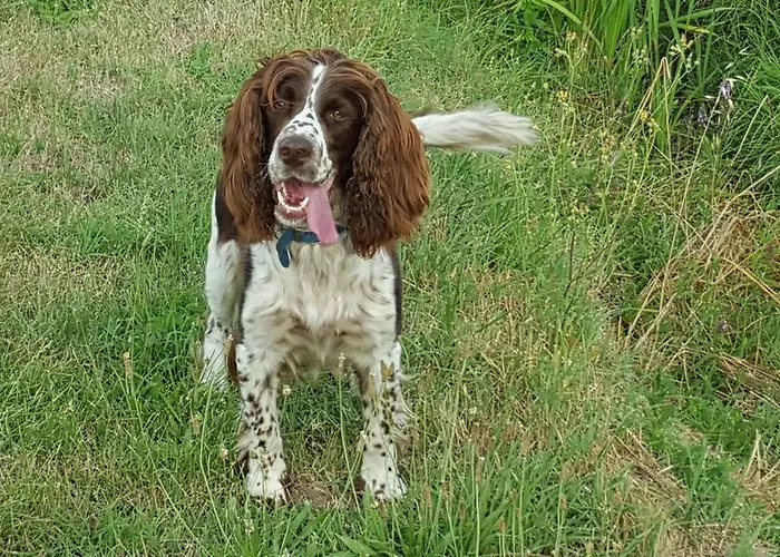I Pioppi Cipressini Panzió 3*